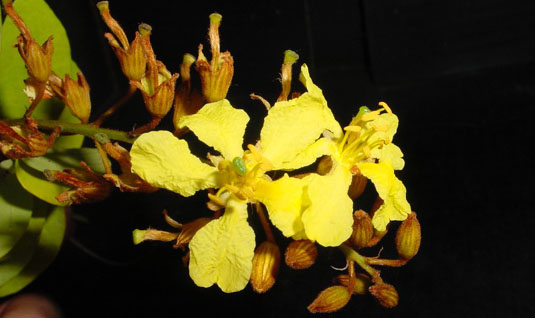 Bauhinia herrerae